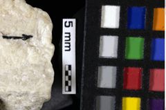 Foto (Detailansicht) von Brachyura indet (NHMW-GEO-1990-0041-0089)